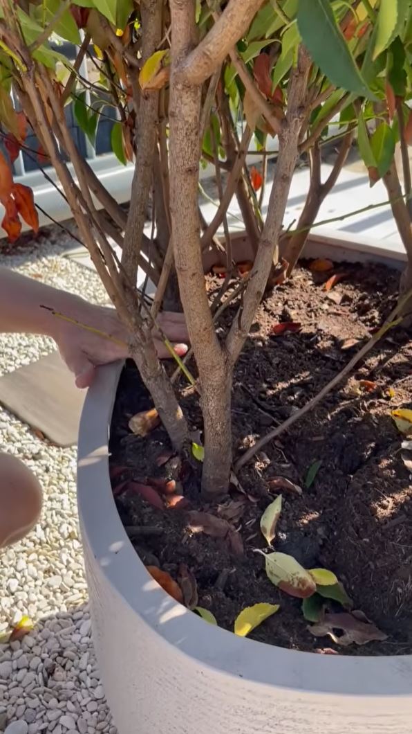 Zo maak je jouw tuin zomerproof: drie slimme gewoontes voor de warmste maanden